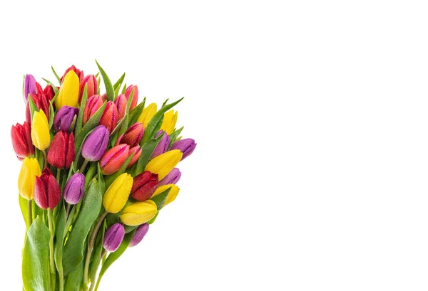 Tulipani freschi sfondo bianco Primavera fiori gocce d'acqua — Foto Stock