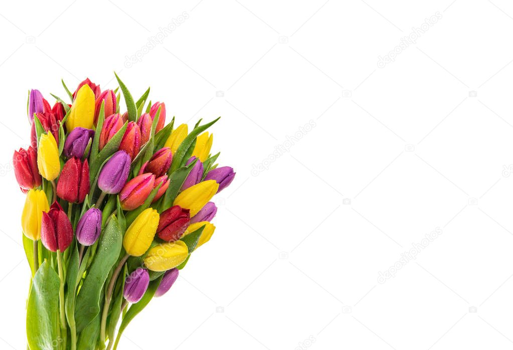 Fresh tulips white background Spring flowers water drops