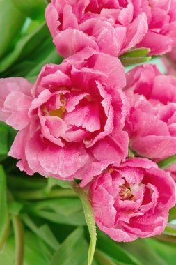 Çiçek Aranjman pembe lale çiçekleri su damlaları