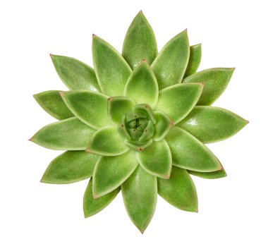 Succulent plant isolated white background clipart