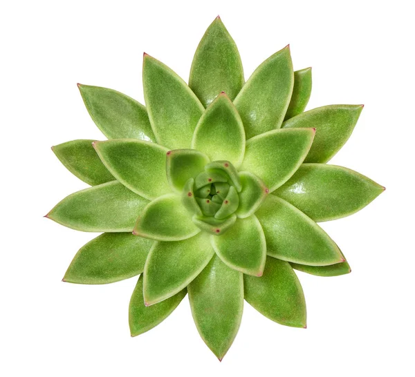 Succulent plant isolated white background — Stock Photo, Image