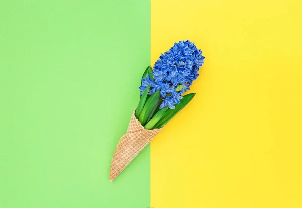 Jácint virág fagylalt waffle kúp tavasszal lapos feküdt — Stock Fotó