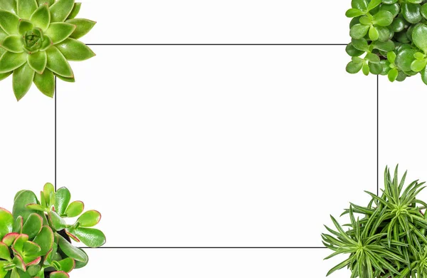 Succulent plants white background Flat lay frame — Stock Photo, Image