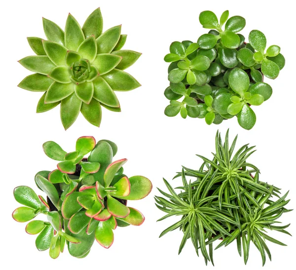 Succulent plants isolated white background — Stock Photo, Image