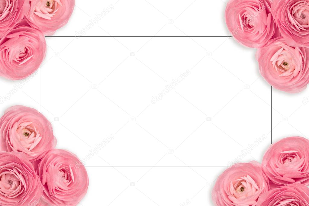 Pink ranunculus white background Floral flat lay frame