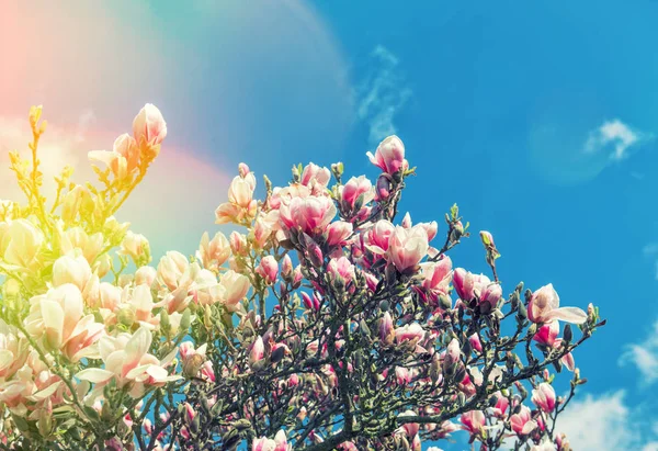 Kwitnąca magnolia drzewo wiosna kwiaty niebieski niebo Vintage stonowanych — Zdjęcie stockowe