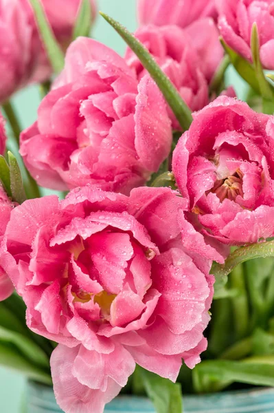 Flores de tulipán rosa gotas de agua Arreglo floral —  Fotos de Stock