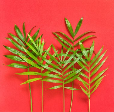 Yeşil palmiye yaprakları kırmızı Floral düz tatil arka plan yattı.