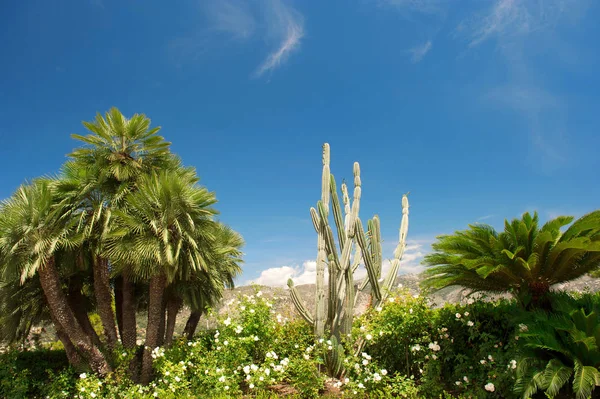 Jardín mediterráneo palmeras cactus planta Paisaje — Foto de Stock