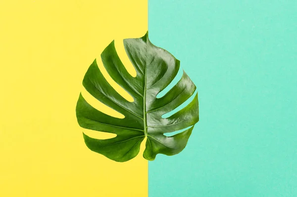 Green leaf monstera Minimal summer background flat lay — Stock Photo, Image