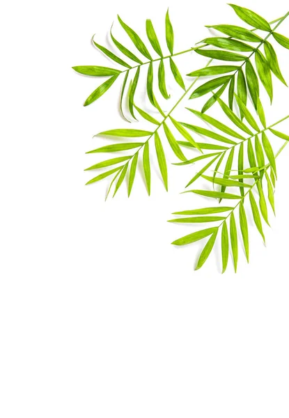 Palmového listí izolované bílé květinové pozadí — Stock fotografie