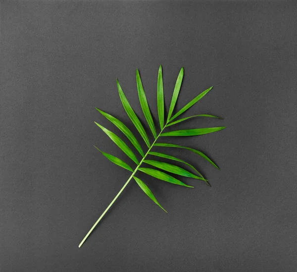 Foglia di palma verde sfondo nero floreale piatto lay — Foto Stock