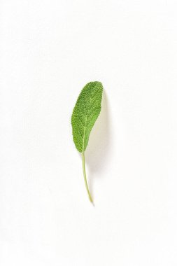Yeşil yaprak beyaz suluboya kağıdı arka plan çevre
