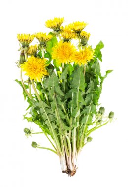 Karahindiba bitki yeşil yaprakları çiçek izole beyaz arka plan