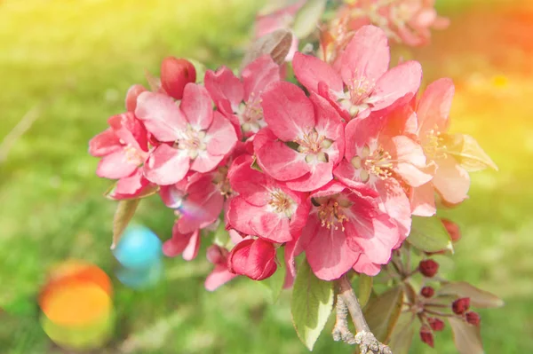 苹果树花春季复古色调灯泄漏 — 图库照片