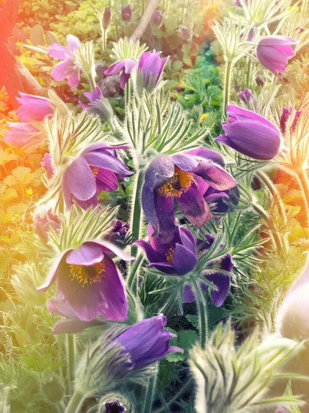 Wiosenne kwiaty natura tle światła przecieków — Zdjęcie stockowe