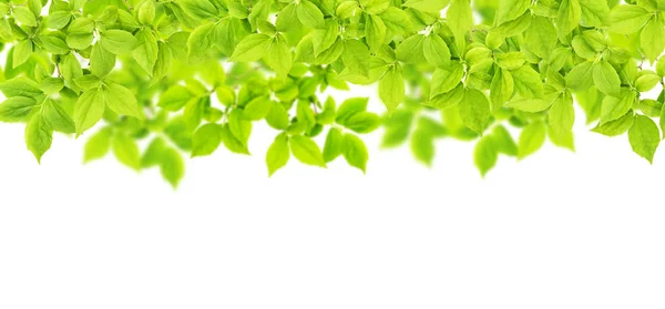 Ramitas hojas verdes fondo blanco árbol de primavera —  Fotos de Stock