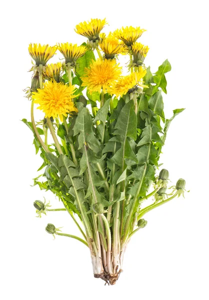 Flores de dente de leão folhas verdes Taraxacum officinale — Fotografia de Stock