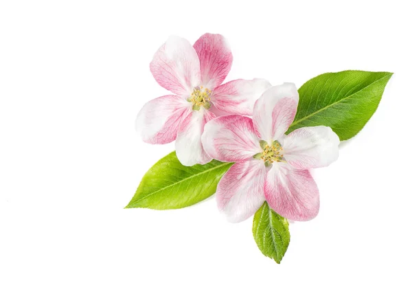 Spring flowers Apple blossom green leaves white background — Stock Photo, Image