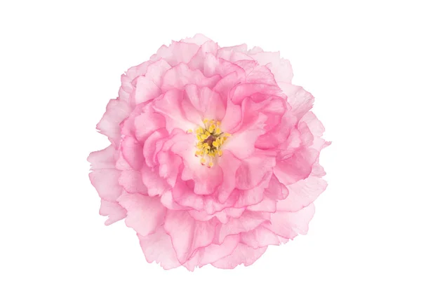 Цветок сакуры цветение вишни изолированный белый фон — стоковое фото