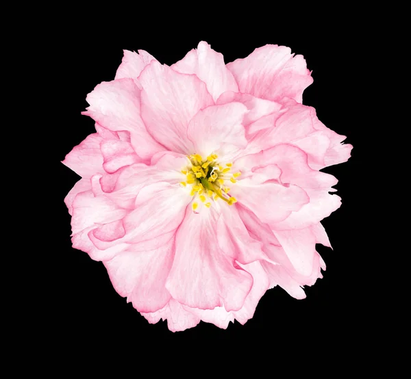 Kwiat wiśni sakura kwiat czarne tło — Zdjęcie stockowe