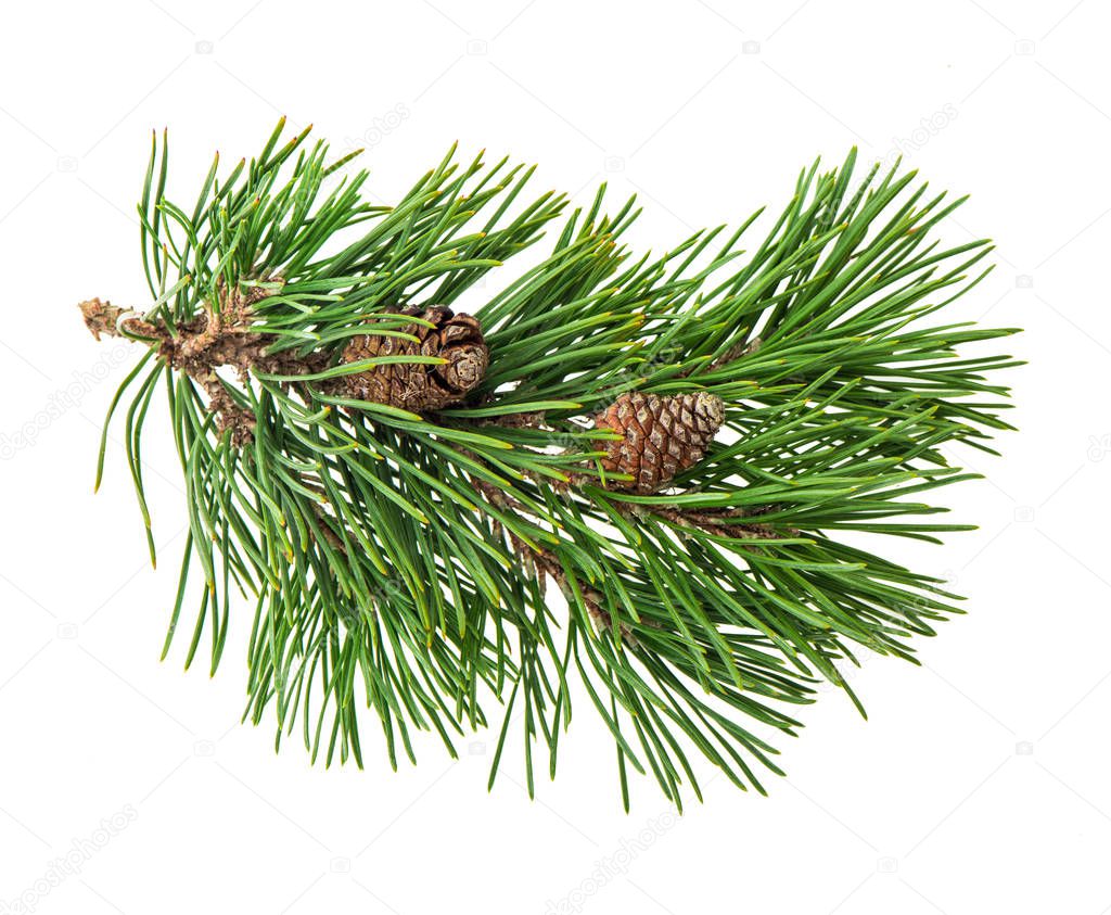 Pine tree branch cones white background