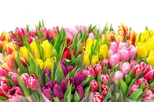 Tulip Flower Spring bouquet.Valentines Day.Mothers Day — Stock Photo, Image