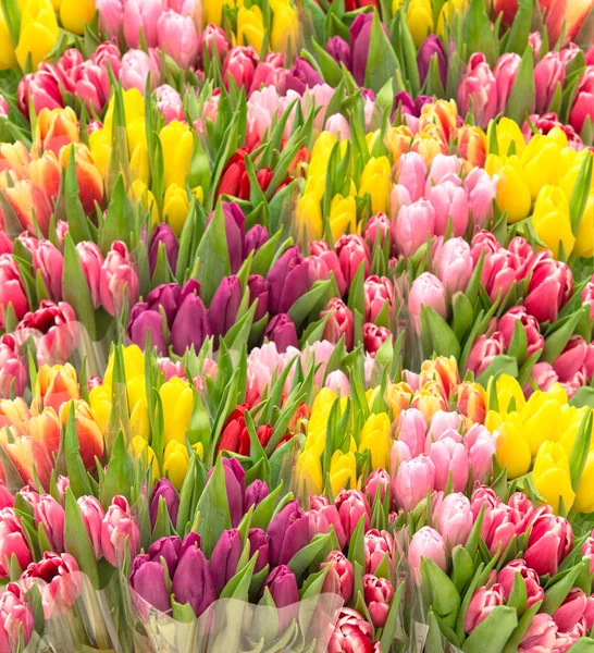 Flores de tulipa Buquê de primavera Fundo da natureza — Fotografia de Stock