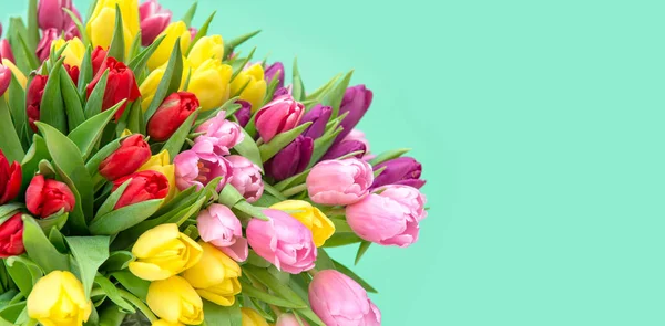 Tulip Flowers Fresh spring blossoms turquoise background — Stock Photo, Image