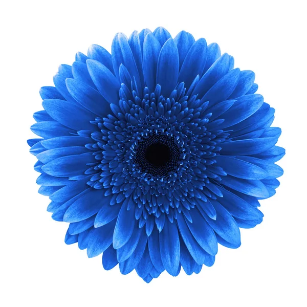 Blauwe gerbera madeliefje bloem geïsoleerde witte achtergrond knippen psel — Stockfoto