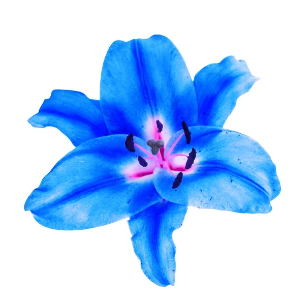 Blue lily flower isolated white background clipping path — Stock Photo, Image