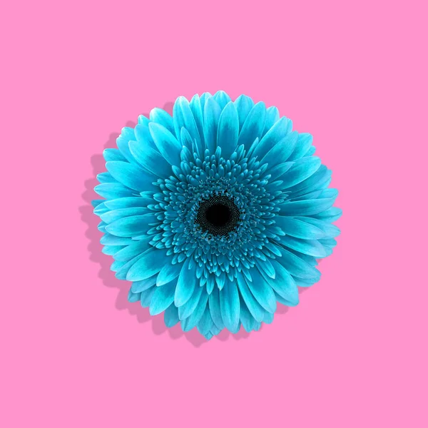 Azul gerbera margarida flor rosa fundo — Fotografia de Stock