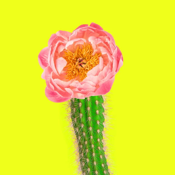 Cactus rosa peonía flor amarillo fondo creativo arte collage — Foto de Stock