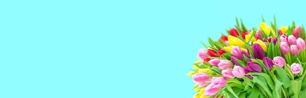 Tulpan Blommor fjäder blommor bukett Blommig banner — Stockfoto