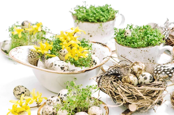 Paskalya Evi Dekorasyonu Bıldırcın Yumurtaları Fındık Çiçekleriyle Tatiller Hala Hayattır — Stok fotoğraf