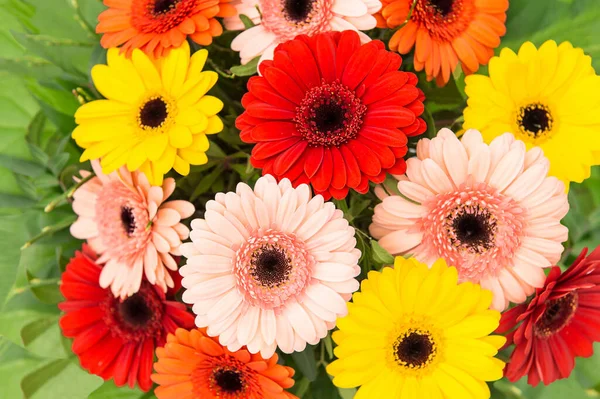 Gerbera çiçek buketi. Çiçek arkaplan. Kırmızı, sarı, pembe, turuncu çiçek başları