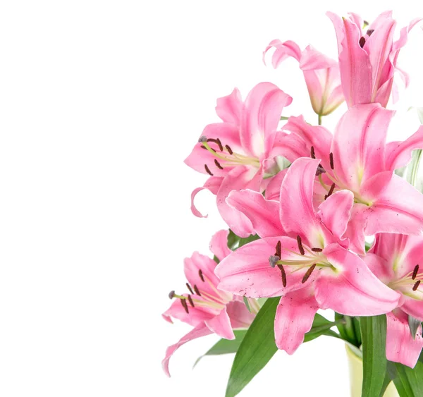 Roze Lelie Bloem Bloesems Geïsoleerd Witte Achtergrond — Stockfoto