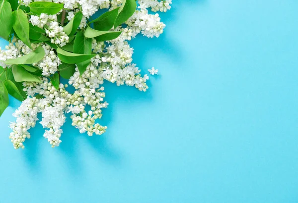 Mavi Arka Planda Beyaz Leylak Çiçekleri Çiçek Sınırı — Stok fotoğraf