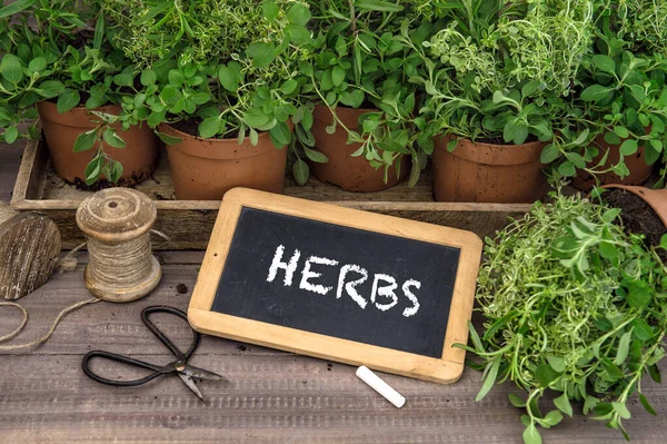 Verse Kruiden Planten Met Schoolbord Tuinieren Thuis Keuken — Stockfoto