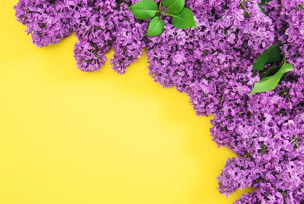 Квіти Бузку Жовтому Тлі Квіткова Межа — стокове фото