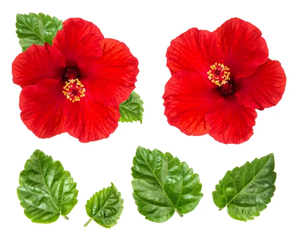 Hibišek Květinová Hlava Zelené Listy Izolované Bílém Pozadí Červený Květ — Stock fotografie