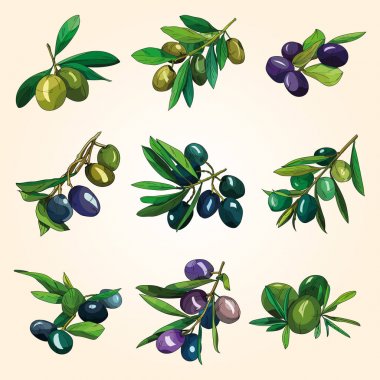 Zeytin yeşil ve Siyah Zeytin dalı.