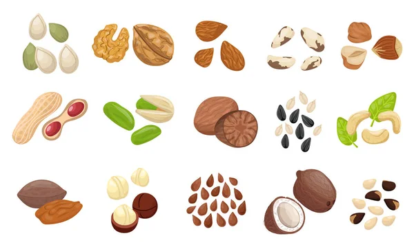 Nut seed set. Slices nuts pistachio peanuts brazilian hazelnut pumpkin seeds sunflower. — Stock Vector