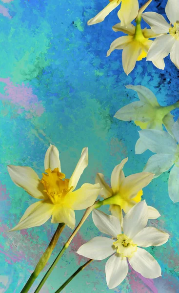bahar arkaplanı beyaz sarı nergisler mavi dijital resim üzerinde bahar zamanı