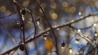 Donmuş su, ahududu çalılarının üzerine buz damlaları düşürür. Güneş kış arka planının yakın plan görüntüsü.