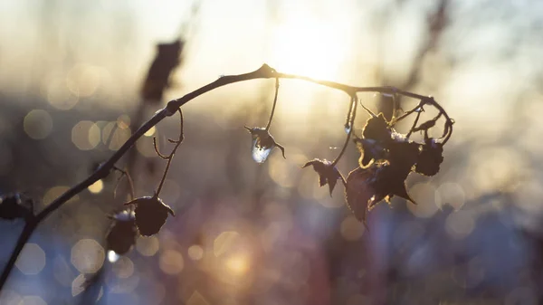 Jäädytetyt Vesipisarat Jääpisarat Vadelmapensaiden Kukkiin Aurinko Talvi Tausta Lähikuva — kuvapankkivalokuva