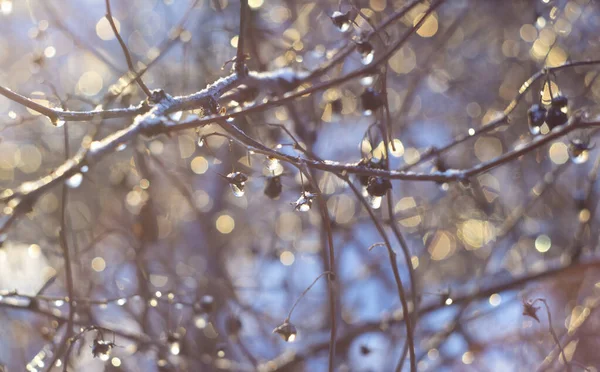 Gotas Água Congelada Gotas Gelo Sobre Flores Arbustos Framboesa Sol — Fotografia de Stock