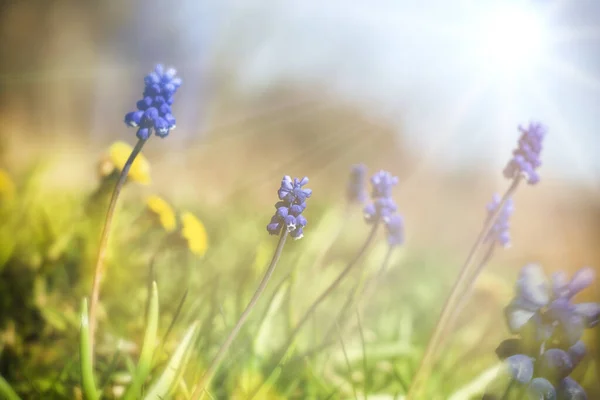 Morgensonne Auf Einer Wiese Aus Blau Gelben Blumen Lichtstrahlen Der — Stockfoto