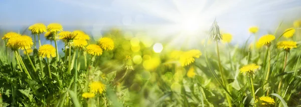 Keltainen Kenttä Voikukat Kirkas Auringonsäteet Banneri Kevät Kesäkaudella Luonnon Maisema — kuvapankkivalokuva