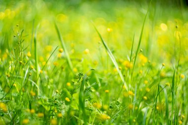 Güzel, taze çimenleri ve küçük sarı çiçekleri olan güzel bir manzara. Sabah doğasının tazeliği. Bulanık arkaplan düşük ufuk